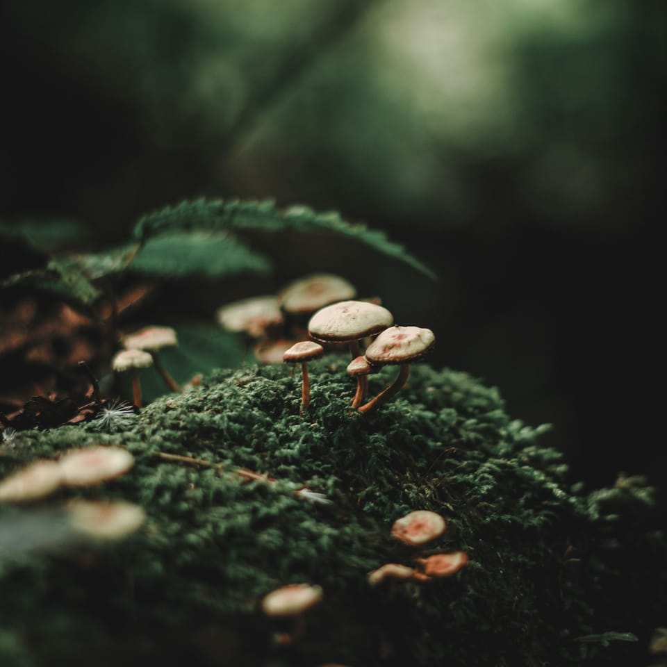 opening the portal summer 2025 | a call for collective medicine